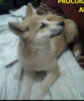 Macho, atende por Teddy, da raça Akita, desapareceu nas imediações do supermercado Paulistão! Wellington 3701-0611 / 9129-6989